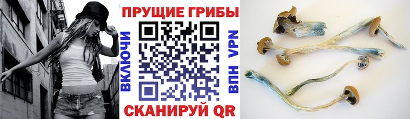 наркотики  Луховицы  Псилоцибиновые грибы прущие грибы 